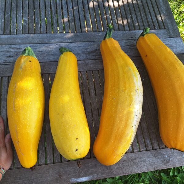 Vier gele courgettes