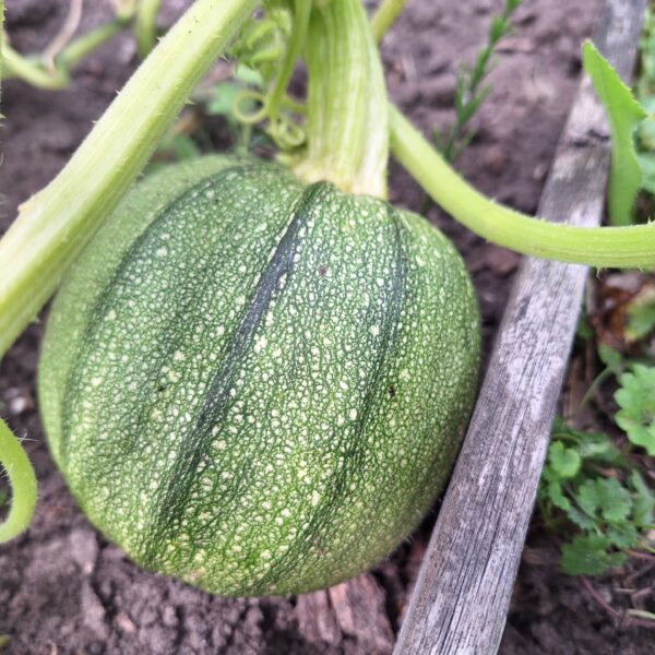 Bolcourgette