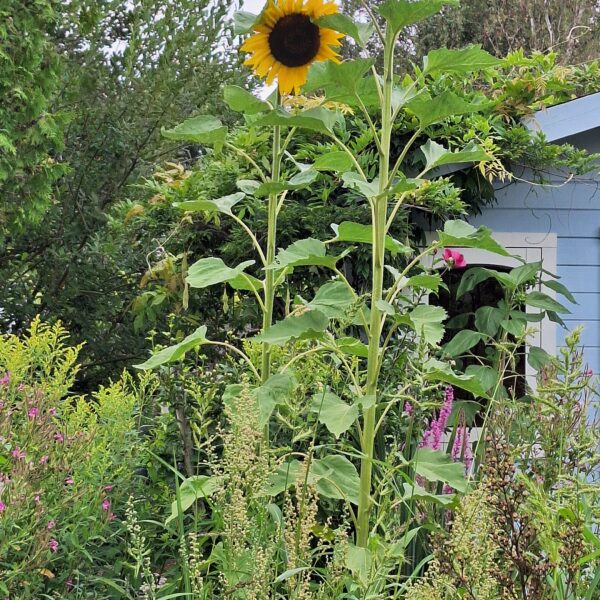 Zonnebloemen