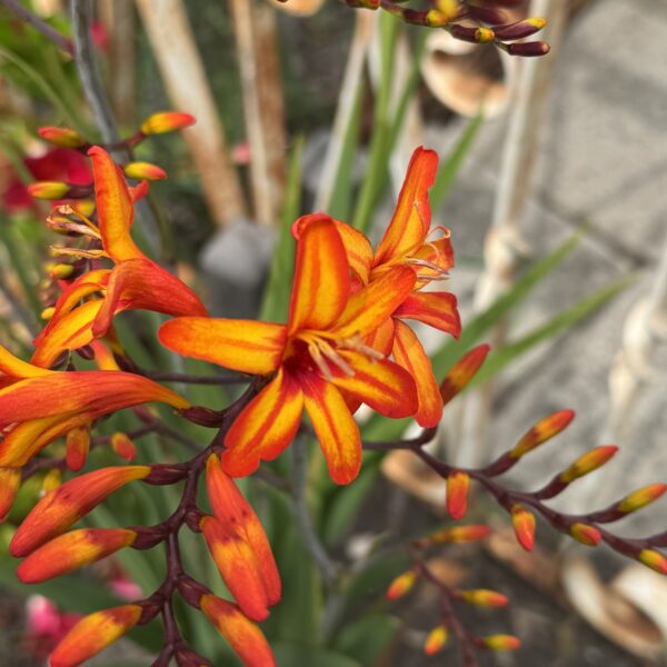 Crocosmia