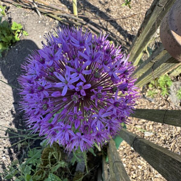 Allium