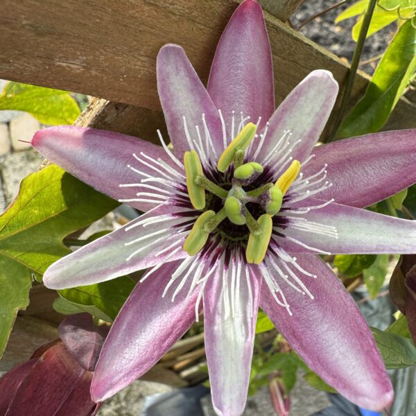 Passiebloem