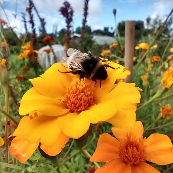 Een hommel op een afrikaantje