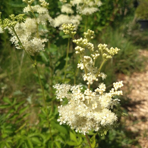 Moerasspirea